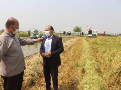 تولید و تامین ۱۰% برنج استان از مزارع کشاورزی محمودآباد