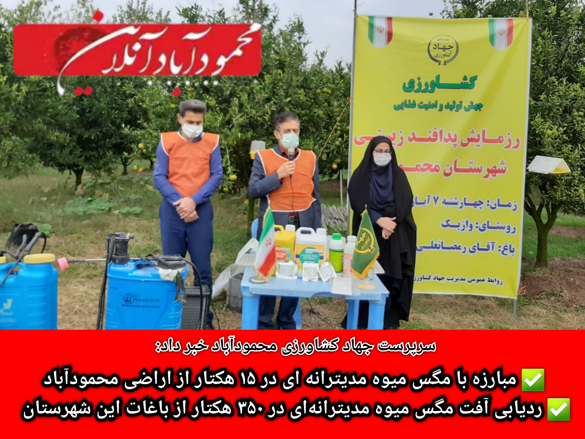 مبارزه با مگس میوه مدیترانه ای در ۱۵ هکتار از اراضی محمودآباد / ردیابی آفت مگس میوه مدیترانهای در ۳۵۰ هکتار از باغات این شهرستان