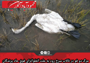 مرگ دو قو در تالاب سرخ‌رود به علت آنفلوآنزای فوق حاد پرندگان