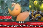 ردیابی مگس میوه در ۷۵۰ هکتار از باغهای شهرستان محمودآباد