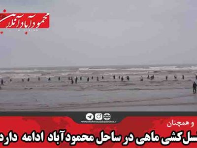 نسل‌کشی ماهی در ساحل محمودآباد ادامه دارد