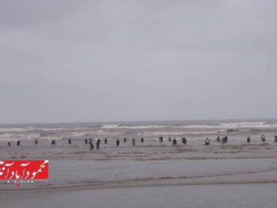 نسل‌کشی ماهی در ساحل محمودآباد به روایت دوربین محمودآباد آنلاین