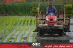 آئین نخستین نشاء مکانیزه برنج کشور در محمودآباد