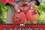 لزوم اقدامات پیشگیرانه برای کنترل مگس میوه در باغات