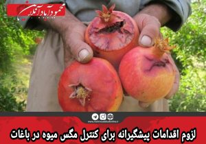 لزوم اقدامات پیشگیرانه برای کنترل مگس میوه در باغات