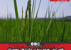 ظهور اولین خوشه برنج در شالیزارهای محمودآباد / پیش بینی تولید ۱۰۰ هزار تنی شلتوک برنج