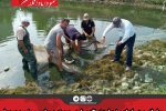 رهاسازی بچه ماهیان سفید استخر تکثیر طبیعی پره شهید مطهری سرخ رود در دریا