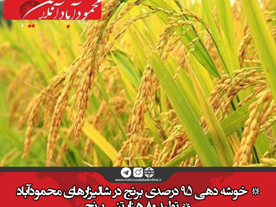 خوشه دهی ۹۵ درصدی برنج در شالیزارهای محمودآباد/تولید ۸۰ هزار تنی برنج