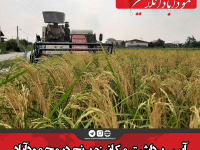 آیین برداشت مکانیزه برنج در محمودآباد