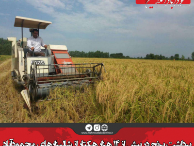 برداشت برنج در بیش از ۱۴ هزار هکتار از شالیزار‌های محمودآباد