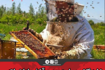 تولید ۱۴ تن عسل در محمودآباد/ صادرات ۱۰ تنی