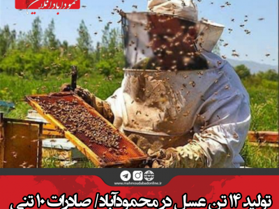 تولید ۱۴ تن عسل در محمودآباد/ صادرات ۱۰ تنی