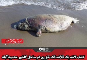 کشف لاشه یک قلاده فک خزری در ساحل گلشهر محمودآباد