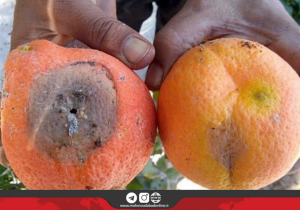 مگس میوه در کمین نارنگی‌های پیش‌رس