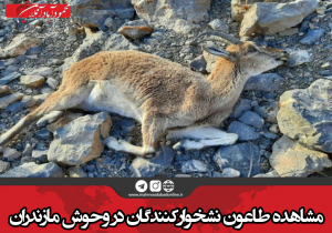 مشاهده طاعون نشخوارکنندگان در وحوش مازندران