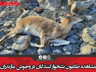 مشاهده طاعون نشخوارکنندگان در وحوش مازندران