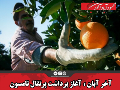 آخر آبان ، آغاز برداشت پرتقال تامسون
