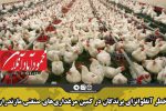 خطرآنفلوانزای پرندگان در کمین مرغداری‌های صنعتی مازندران