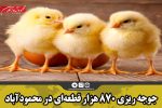 جوجه ریزی ۸۷۰ هزار قطعه‌ای در محمودآباد