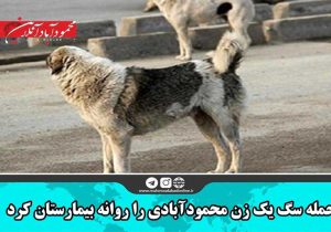 حمله سگ یک زن محمودآبادی را روانه بیمارستان کرد