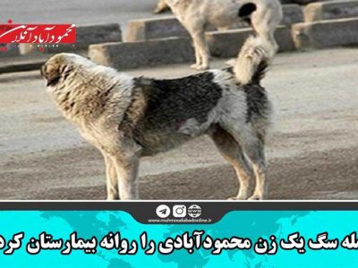 حمله سگ یک زن محمودآبادی را روانه بیمارستان کرد