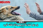 بار دیگر حمله سگ در محمودآباد حادثه آفرید