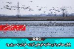 پایان مهاجرت پرحاشیه قوهای آوازه خوان به سرخ‌رود