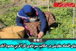 ردپای اقتصاد مقاومتی در حکایتِ سبزِ بانوی کارآفرینِ محمودآبادی