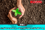 بیمه ۶۰۰ هکتار شالیزار در محمودآبادی/ پرداخت ۱۰۰ درصدی غرامت به کشاورزان