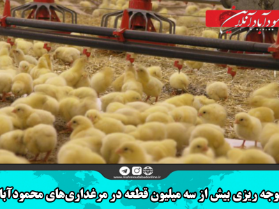 جوجه ریزی بیش از سه میلیون قطعه در مرغداری‌های محمودآباد
