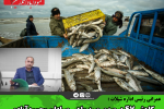 کاهش ۴۷ درصدی صید ماهی صیادان محمودآبادی