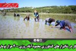 کار در شالیزارهای کشاورزی محمودآباد روزی ۴۰۰ هزار تومان