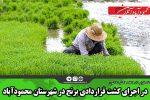 در اجرای کشت قراردادی برنج شهرستان محمودآباد