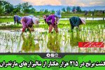 کشت برنج در ۲۱۵ هزار هکتار از شالیزارهای مازندران