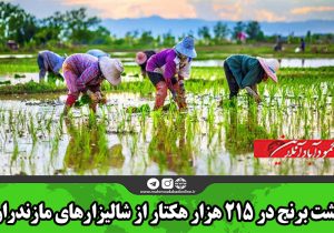 کشت برنج در ۲۱۵ هزار هکتار از شالیزارهای مازندران