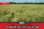 ظهور اولین خوشه برنج در شالیزارهای محمودآباد