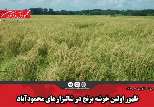 ظهور اولین خوشه برنج در شالیزارهای محمودآباد