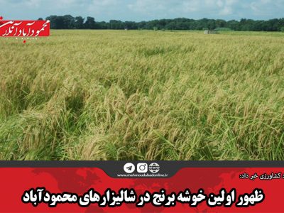 ظهور اولین خوشه برنج در شالیزارهای محمودآباد