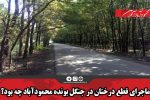 ماجرای قطع درختان در جنگل بونده محمودآباد چه بود؟