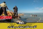 آغاز صید ماهیان استخوانی در مازندران