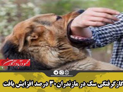 گازگرفتگی سگ در مازندران حدود ۳۰ درصد افزایش یافت