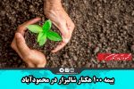 بیمه ۱۰۰ هکتار شالیزار در محمودآباد