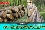 کشف دپوی چوب جنگلی قاچاق در یک باغ حوالی محمودآباد