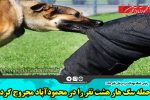 حمله سگ هار هشت نفر را در محمودآباد مجروح کرد