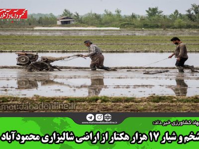 شخم و شیار ۱۷ هزار هکتار از اراضی شالیزاری محمودآباد