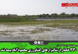 ۳۳۰ هکتار از شالیزارهای کشاورزی محمودآباد بیمه شد