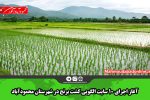 آغاز اجرای ۱۰ سایت الگویی کشت برنج در شهرستان محمودآباد