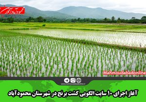 آغاز اجرای ۱۰ سایت الگویی کشت برنج در شهرستان محمودآباد