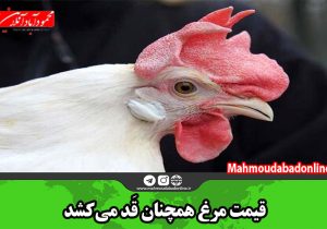 قیمت مرغ همچنان قَد می‌کشد