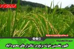 ظهور نخستین خوشه برنج در شالیزارهای محمودآباد